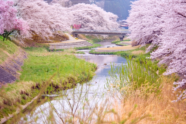 sakura_ura_webyou.JPG